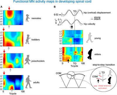 Spinal maps of motoneuron activity during human locomotion: neuromechanical considerations